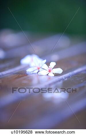 Stock Photo - Outdoors, Day. Fotosearch