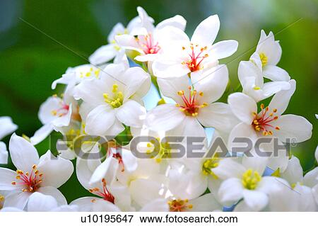 Stock Photo - Outdoors, Day. Fotosearch