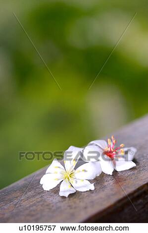 Stock Photo - Outdoors, Day. Fotosearch
