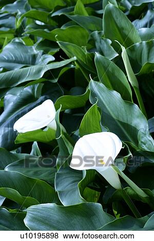 Stock Photo - Outdoors, Day. Fotosearch