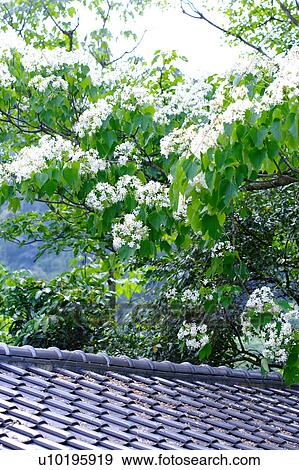 Stock Photo - Outdoors, Day. Fotosearch