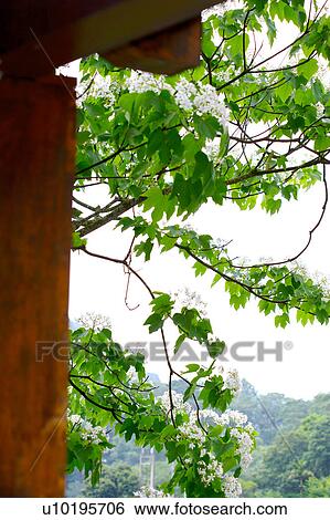 Stock Photograph - Outdoors, Day. Fotosearch