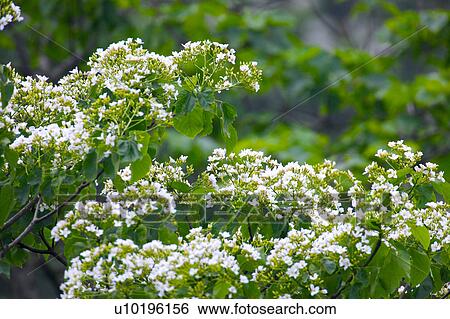 Stock Photograph - Outdoors, Day. Fotosearch
