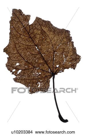 Picture - Indoors, Day. Fotosearch