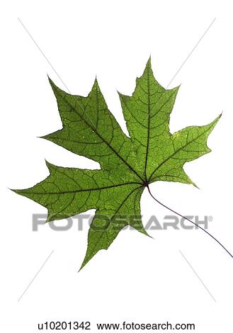 Stock Image - Indoors, Day. Fotosearch