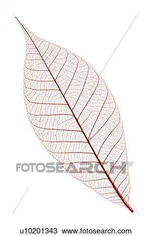 Stock Image - Indoors, Day. Fotosearch