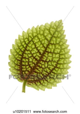 Stock Image - Indoors, Day. Fotosearch