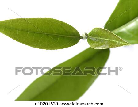 Stock Image - Indoors, Day. Fotosearch