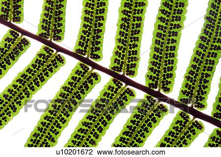 Stock Image - Indoors, Day. Fotosearch