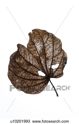 Stock Image - Indoors, Day. Fotosearch