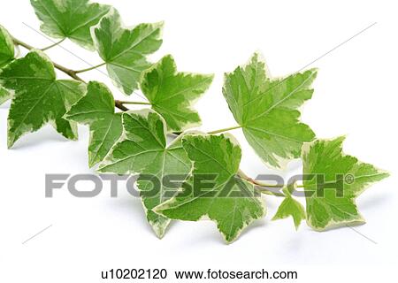 Stock Image - Indoors, Day. Fotosearch