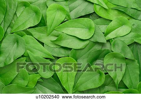 Stock Image - Indoors, Day. Fotosearch