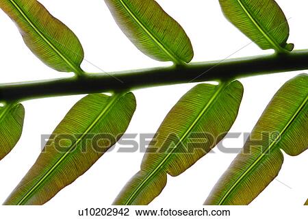 Stock Image - Indoors, Day. Fotosearch