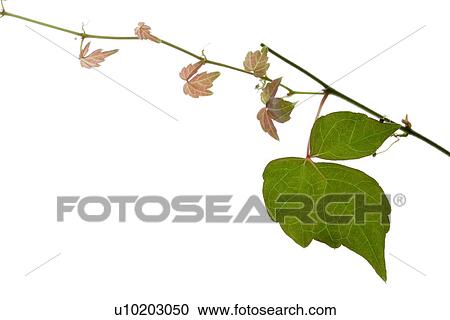 Stock Image - Indoors, Day. Fotosearch