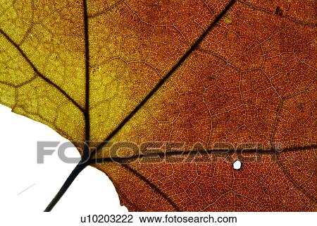 Indoors, Day View Large Photo Image Stock Image - Indoors, Day. Fotosearch