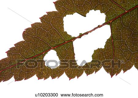 Stock Image - Indoors, Day. Fotosearch