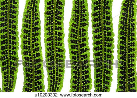 Stock Image - Indoors, Day. Fotosearch