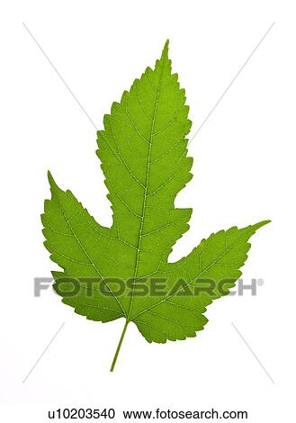 Stock Image - Indoors, Day. Fotosearch