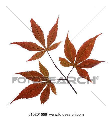 Stock Photo - Indoors, Day. Fotosearch