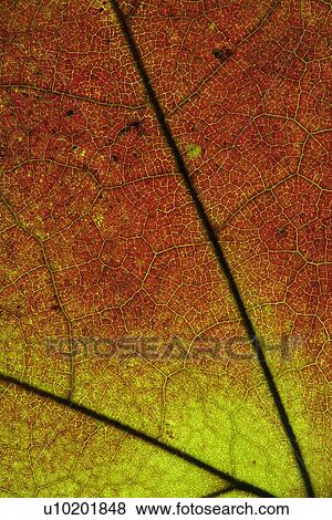Stock Photo - Indoors, Day. Fotosearch