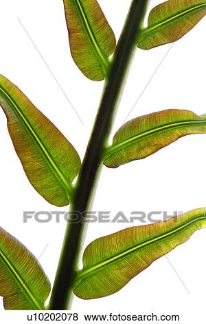 Stock Photo - Indoors, Day. Fotosearch
