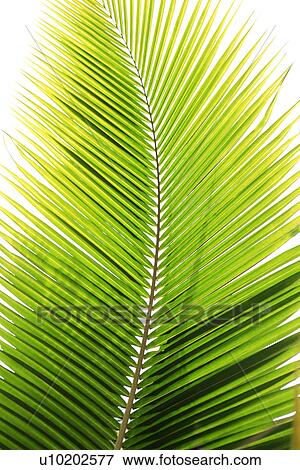 Stock Photo - Indoors, Day. Fotosearch