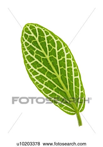 Stock Photo - Indoors, Day. Fotosearch