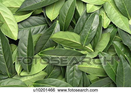 Stock Photograph - Indoors, Day. Fotosearch