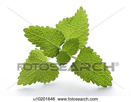 Stock Photograph - Indoors, Day. Fotosearch