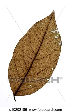 Stock Photograph - Indoors, Day. Fotosearch