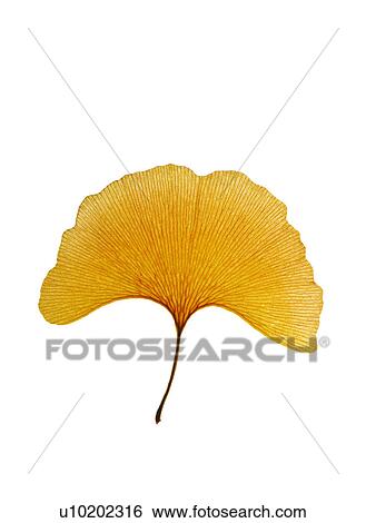 Indoors, Day View Large Photo Image Stock Photograph - Indoors, Day. Fotosearch