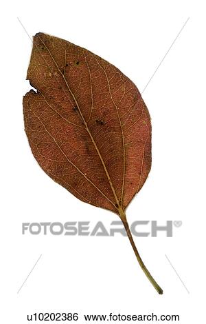 Stock Photograph - Indoors, Day. Fotosearch