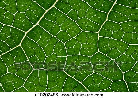 Stock Photograph - Indoors, Day. Fotosearch