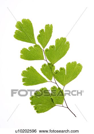 Stock Photograph - Indoors, Day. Fotosearch