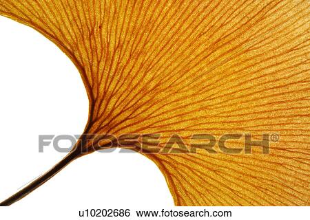 Stock Photograph - Indoors, Day. Fotosearch