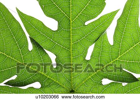Indoors, Day View Large Photo Image Stock Photograph - Indoors, Day. Fotosearch