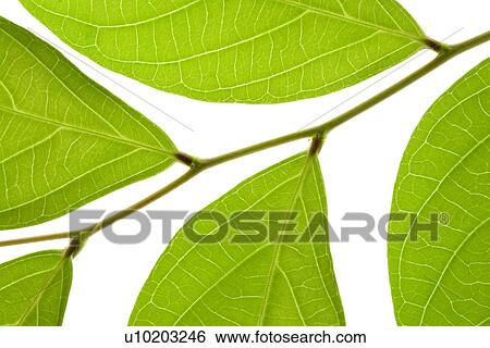 Stock Photograph - Indoors, Day. Fotosearch