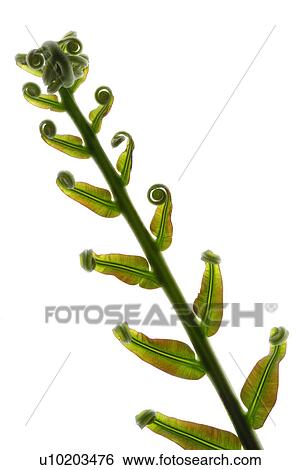 Stock Photograph - Indoors, Day. Fotosearch