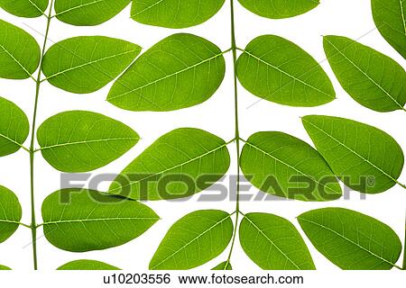 Stock Photograph - Indoors, Day. Fotosearch