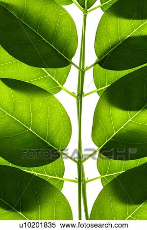 Stock Photography - Indoors, Day. Fotosearch