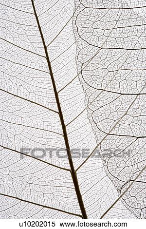 Indoors, Day View Large Photo Image Stock Photography - Indoors, Day. Fotosearch