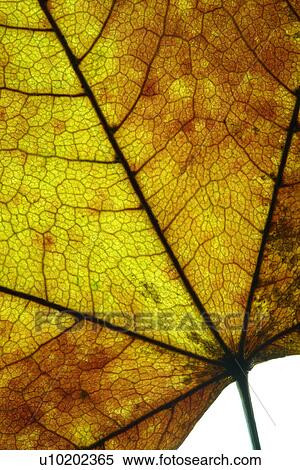 Indoors, Day View Large Photo Image Stock Photography - Indoors, Day. Fotosearch