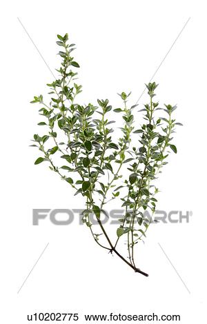 Stock Photography - Indoors, Day. Fotosearch