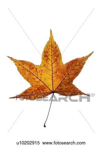 Stock Photography - Indoors, Day. Fotosearch