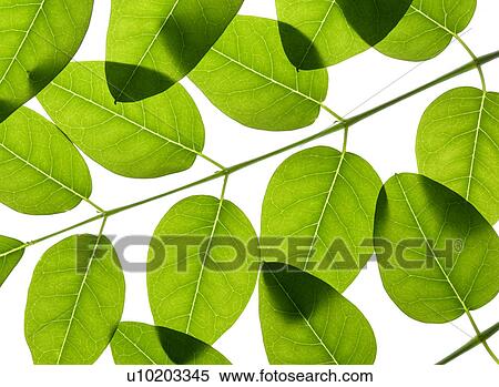 Stock Photography - Indoors, Day. Fotosearch