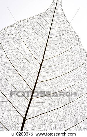Stock Photography - Indoors, Day. Fotosearch