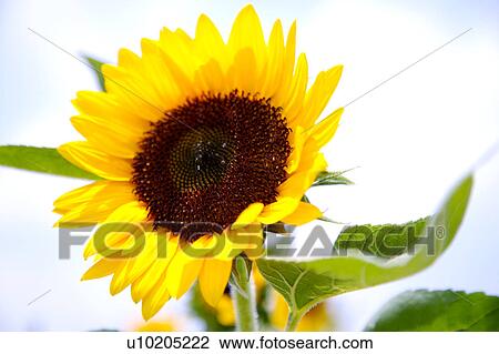 Stock Image - Day, digital. Fotosearch