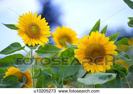 Stock Image - Day, digital. Fotosearch