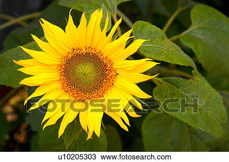 Day, digital View Large Photo Image Stock Image - Day, digital. Fotosearch