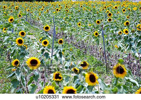 Day, digital View Large Photo Image Stock Image - Day, digital. Fotosearch